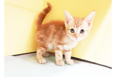 成約済の東京都のアメリカンショートヘア-14962の2枚目