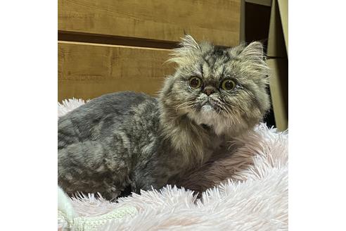 福岡県のペルシャ チンチラ 女の子 03 06生まれ チンチラゴールデン 子猫id 子猫ブリーダーナビ 福岡県のペルシャ チンチラ 女の子 03 06生まれ チンチラゴールデン 子猫id 子猫ブリーダーナビ