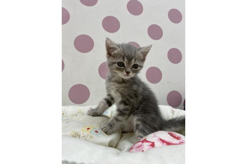 成約済の広島県のスコティッシュフォールド-14876