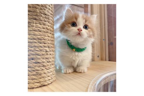 成約済の長野県のミヌエット-15025の1枚目