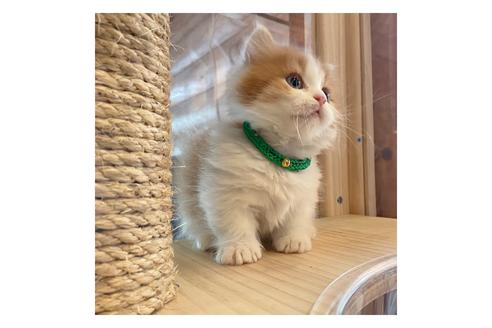 成約済の長野県のミヌエット-15025の4枚目