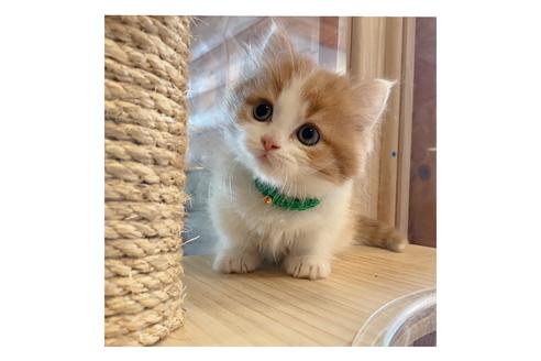 成約済の長野県のミヌエット-15025の3枚目