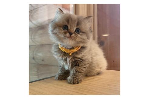 成約済の長野県のミヌエット-15026の1枚目