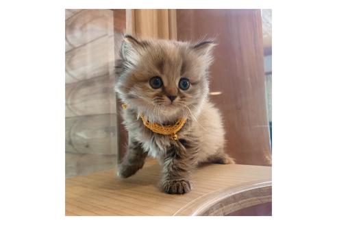 成約済の長野県のミヌエット-15026の5枚目