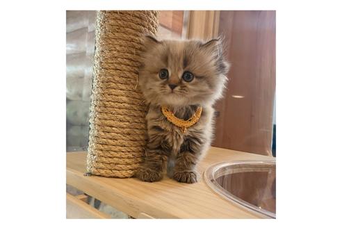 成約済の長野県のミヌエット-15026の3枚目