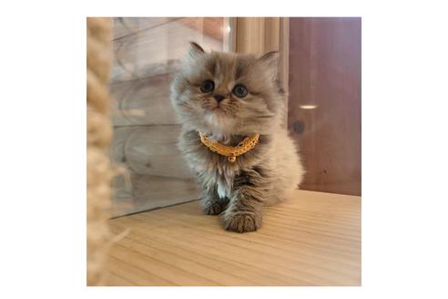 成約済の長野県のミヌエット-15026の2枚目