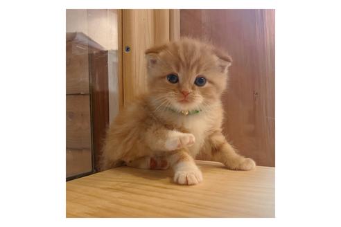 成約済の長野県のスコティッシュフォールド-15027の1枚目