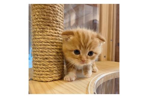 成約済の長野県のスコティッシュフォールド-15027の5枚目