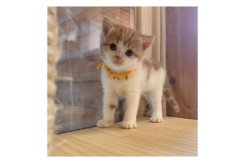 成約済の長野県のスコティッシュフォールド-15028の1枚目