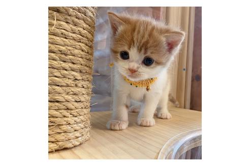 成約済の長野県のスコティッシュフォールド-15028の5枚目