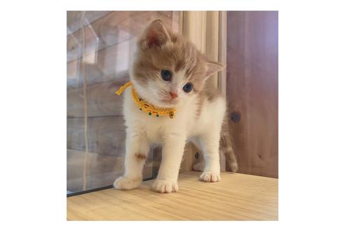 成約済の長野県のスコティッシュフォールド-15028の4枚目