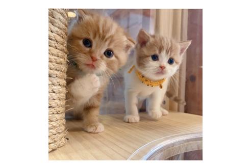 成約済の長野県のスコティッシュフォールド-15028の3枚目