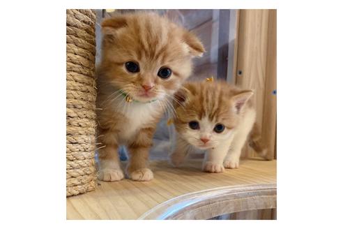 成約済の長野県のスコティッシュフォールド-15028の2枚目