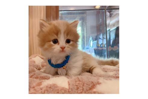 成約済の長野県のミヌエット-15029の5枚目