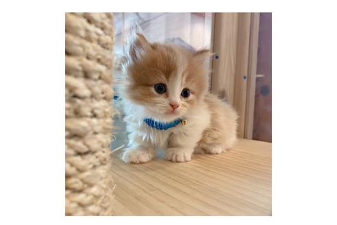 成約済の長野県のミヌエット-15029の4枚目