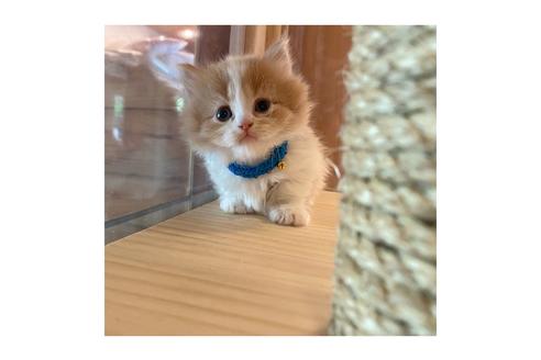 成約済の長野県のミヌエット-15029の3枚目