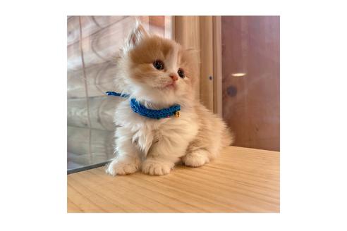 成約済の長野県のミヌエット-15029の2枚目