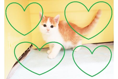 成約済の東京都のマンチカン-15050