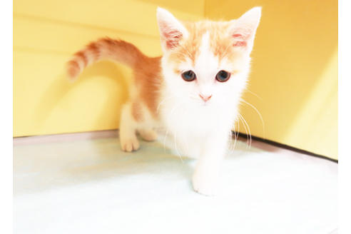 成約済の東京都のマンチカン-15050の2枚目