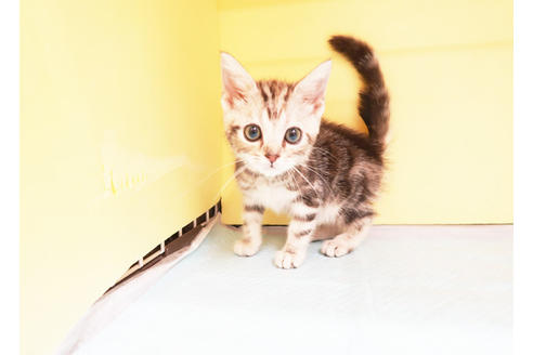 成約済の東京都のアメリカンショートヘア-15052の2枚目