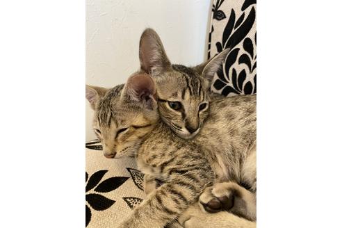茨城県のサバンナキャット 男の子 21 03 28生まれ 兄妹で登場 ベタ慣れ甘えん坊さん 子猫id 子猫ブリーダーナビ