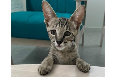 成約済の茨城県のサバンナキャット-15099