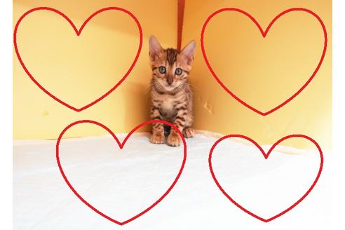 成約済の東京都のベンガル-15113の1枚目