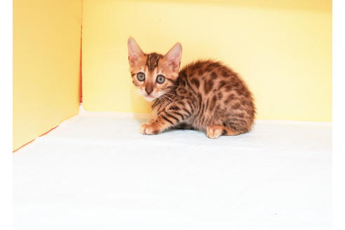 成約済の東京都のベンガル-15113の2枚目