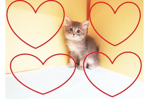 成約済の東京都のミヌエット-15114の1枚目