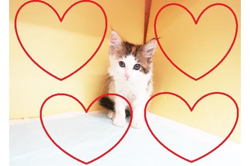 成約済の東京都のノルウェージャンフォレストキャット-15115の1枚目