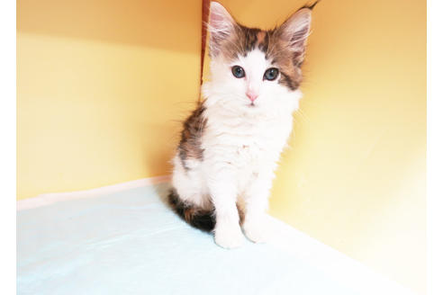 成約済の東京都のノルウェージャンフォレストキャット-15115の2枚目