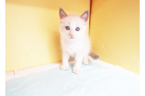 成約済の東京都のラグドール-15118の2枚目