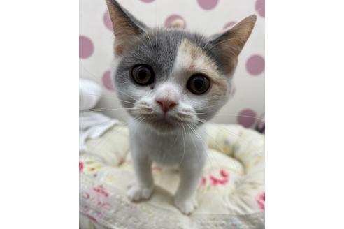 成約済の広島県のブリティッシュショートヘア-14356の3枚目