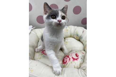 成約済の広島県のブリティッシュショートヘア-14356の2枚目