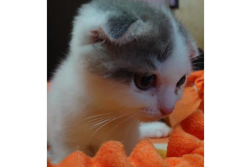 成約済の愛知県のスコティッシュフォールド-15182の5枚目