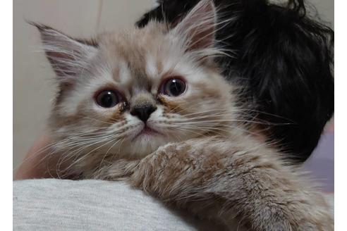 成約済の愛知県のエキゾチックショートヘア-15183の1枚目