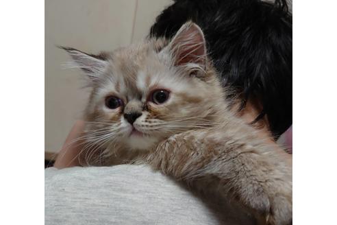 成約済の愛知県のエキゾチックショートヘア-15183の5枚目