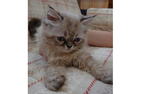 成約済の愛知県のエキゾチックショートヘア-15183の3枚目