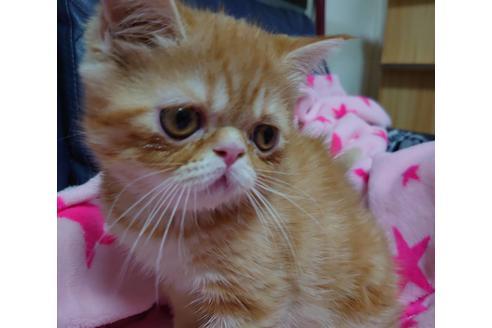 成約済の愛知県のエキゾチックショートヘア-15184の1枚目