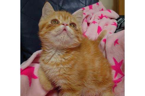 成約済の愛知県のエキゾチックショートヘア-15184の3枚目