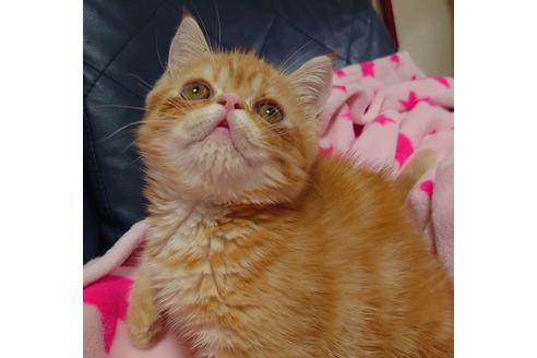 成約済の愛知県のエキゾチックショートヘア-15184の2枚目