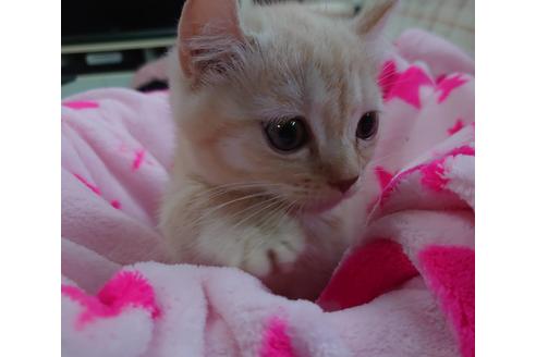 成約済の愛知県のマンチカン-15185の1枚目