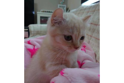 成約済の愛知県のマンチカン-15185の3枚目