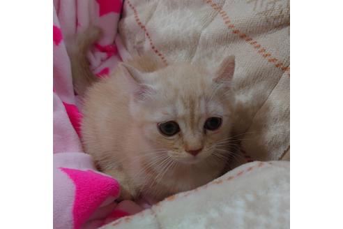 成約済の愛知県のマンチカン-15185の2枚目