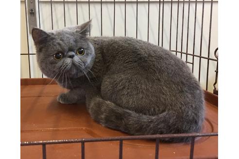 三重県のエキゾチックショートヘア 男の子 04 22生まれ ブルー 子猫id 子猫ブリーダーナビ 三重県のエキゾチックショートヘア 男の子 04 22生まれ ブルー 子猫id 子猫ブリーダーナビ