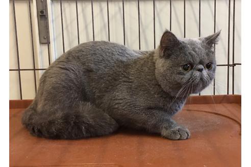 三重県のエキゾチックショートヘア 男の子 04 22生まれ ブルー 子猫id 子猫ブリーダーナビ 三重県のエキゾチックショートヘア 男の子 04 22生まれ ブルー 子猫id 子猫ブリーダーナビ
