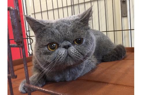 三重県のエキゾチックショートヘア 男の子 04 22生まれ ブルー 子猫id 子猫ブリーダーナビ 三重県のエキゾチックショートヘア 男の子 04 22生まれ ブルー 子猫id 子猫ブリーダーナビ