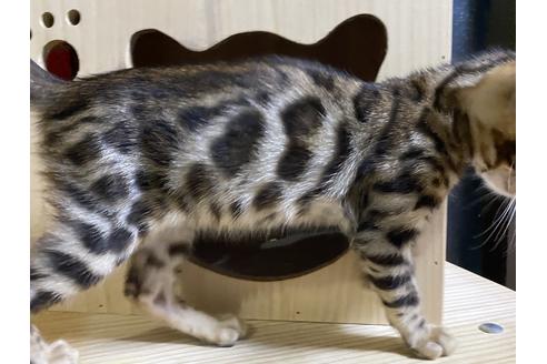 人気の贈り物が ベンガル様確認用２ 生地 糸 Tokunbostores Ng