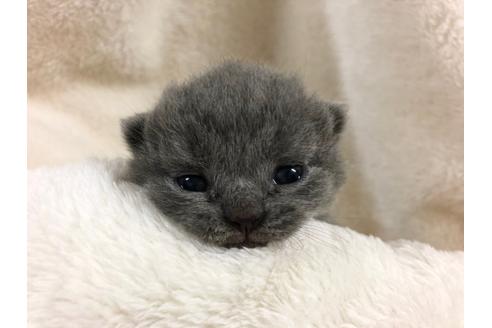 成約済の千葉県のブリティッシュショートヘア-15321の4枚目