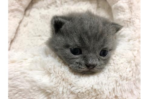 成約済の千葉県のブリティッシュショートヘア-15321の3枚目